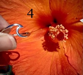 Wave Sterling Silver Toe Ring